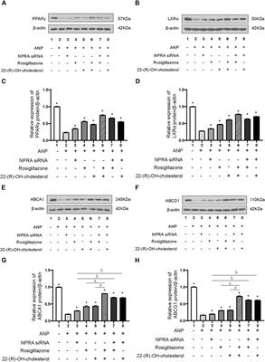 Atrial Natriuretic Peptide Inhibited ABCA1/G1-dependent Cholesterol Efflux Related to Low HDL-C in Hypertensive Pregnant Patients